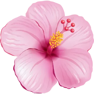 Video sticker 🌺 Big Flowers @PunjabiSticker