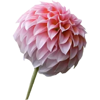 Telegram sticker 🌸 Big Flowers @PunjabiSticker