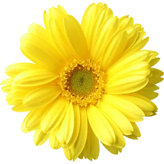 Video sticker 🌼 Big Flowers @PunjabiSticker