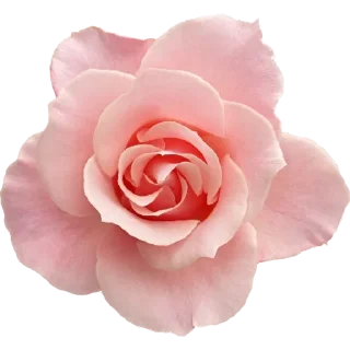 Video sticker 🌸 Big Flowers @PunjabiSticker