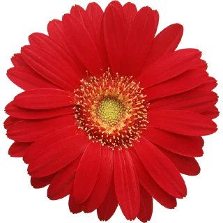Telegram sticker 🌸 Big Flowers @PunjabiSticker