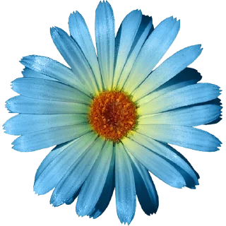Telegram sticker 🌼 Big Flowers @PunjabiSticker