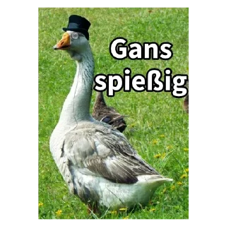 Video sticker 🦆 Gans