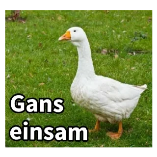 Telegram sticker 🦆 Gans