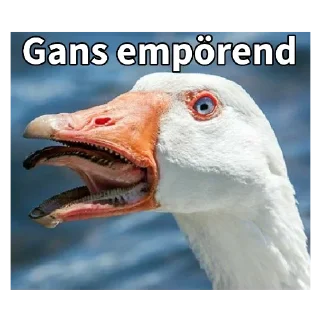 Telegram sticker 🦆 Gans