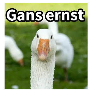Telegram sticker 🦆 Gans