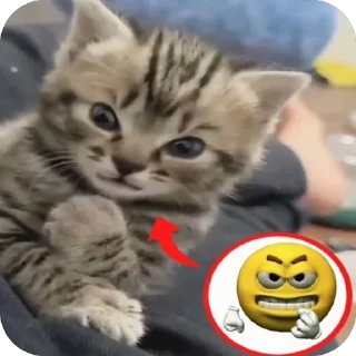 Телеграм стикер 😡 Heh:3
