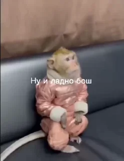 Video sticker 🌟 Больше стиков тут: @stikery4