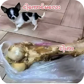 Telegram stiker 🐱 zixx