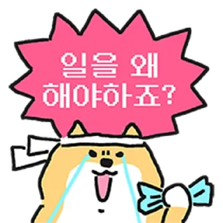Video sticker ⭐ 엄살 시바 @moe_sticker_bot