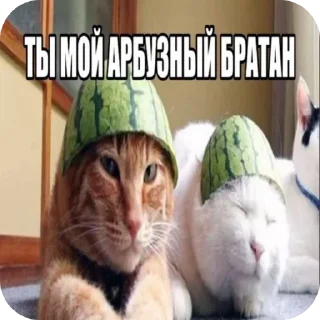 Video sticker 🐱 Солевые камешки