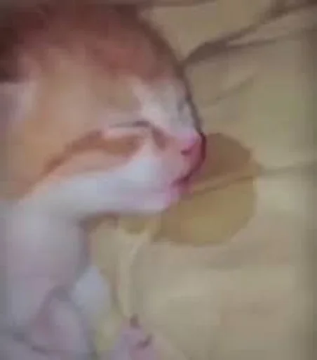 Telegram sticker 🌟 @Eu_Sabo