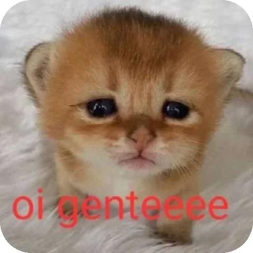 Telegram sticker 🐱 @Eu_Sabo