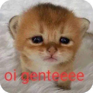 Video sticker 🐱 @Eu_Sabo