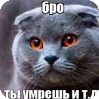 Video sticker 👍 Пж отмените мдк