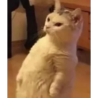 Telegram sticker 😀 Weird