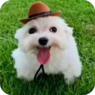 Телеграм стикер 🐶 Lupinhareidosexo