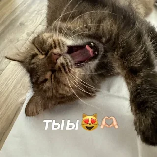Video sticker ❤️ милашик :: :: :: @fStikBot