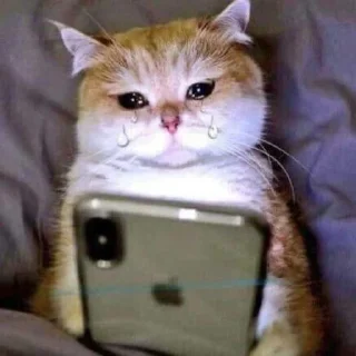 Telegram sticker 😭 نورة