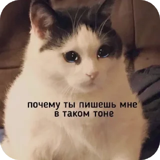 Telegram sticker 🐱 Котяточки