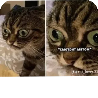 Telegram sticker 🐱 Котяточки