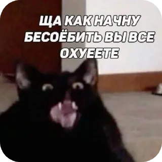 Telegram sticker 🐱 Котяточки