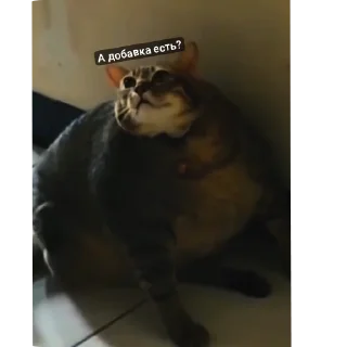 Telegram sticker 🐱 Котяточки