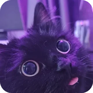 Video sticker 🐱 Котяточки