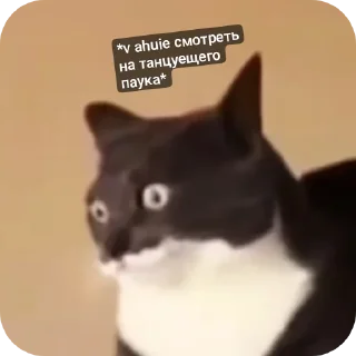 Telegram sticker 🐱 Котяточки