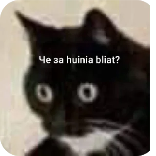 Video sticker 👍 Котяточки