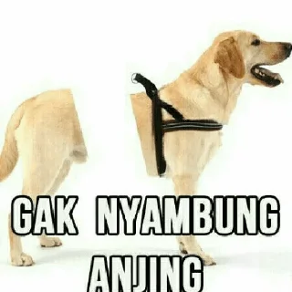 Video sticker 😀 Meme Indonesia