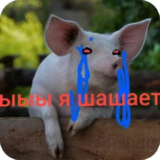 Video sticker 🐶 Шогаит ат @k1z4k @TgEmodziBot