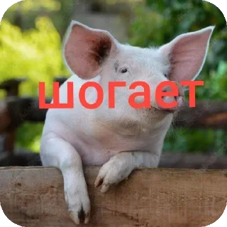 Video sticker 👍 Шогаит ат @k1z4k @TgEmodziBot