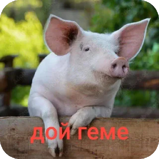 Telegram sticker 🐄 Шогаит ат @k1z4k @TgEmodziBot