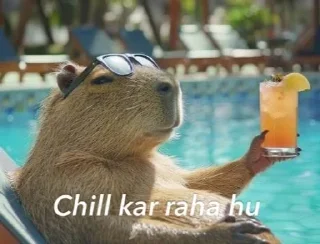 Telegram sticker 🌟 Mai ek Capybara hu :: @fStikBot