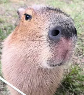 Telegram sticker 🌟 Mai ek Capybara hu :: @fStikBot