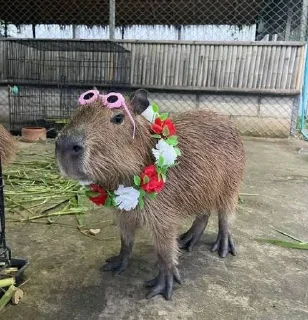 Telegram sticker 🌟 Mai ek Capybara hu :: @fStikBot