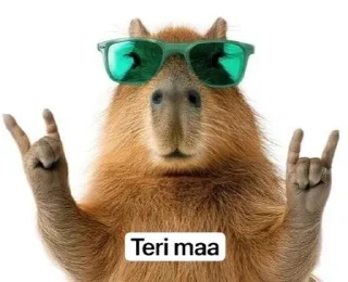 Telegram sticker 🌟 Mai ek Capybara hu :: @fStikBot