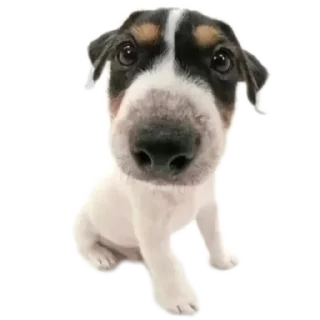 Telegram sticker 🐶 oliverDog