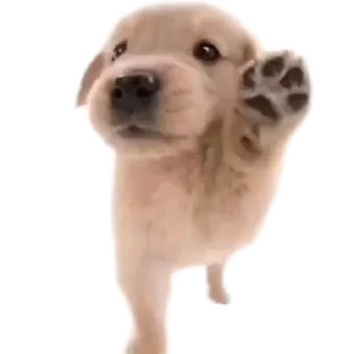 Sticker 🐶 oliverDog