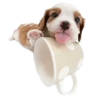 Video sticker 🐶 oliverDog