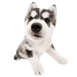 Telegram sticker 🐶 oliverDog