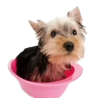 Telegram sticker 🐶 oliverDog