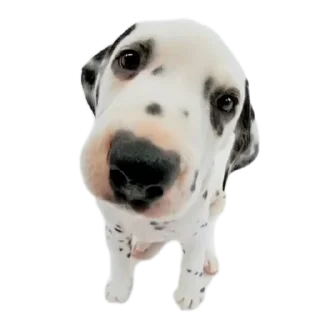 Telegram sticker 🐶 oliverDog