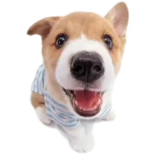 Telegram sticker 🐶 oliverDog