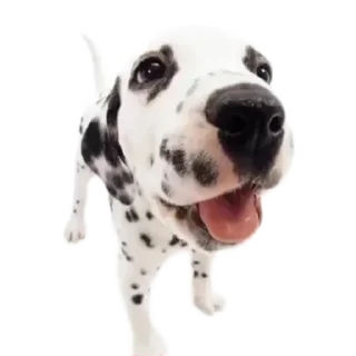 Video sticker 🐶 oliverDog