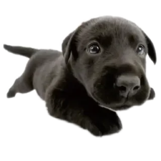 Telegram sticker 🐶 oliverDog
