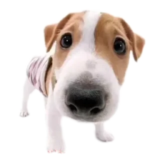 Video sticker 🐶 oliverDog