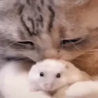 Video sticker 😽 C🐈TS | @emojis4