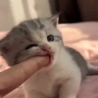 Video sticker 🥰 C🐈TS | @emojis4